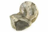 Cretaceous Fossil Ammonite (Hoploscaphities) - South Dakota #242533-1